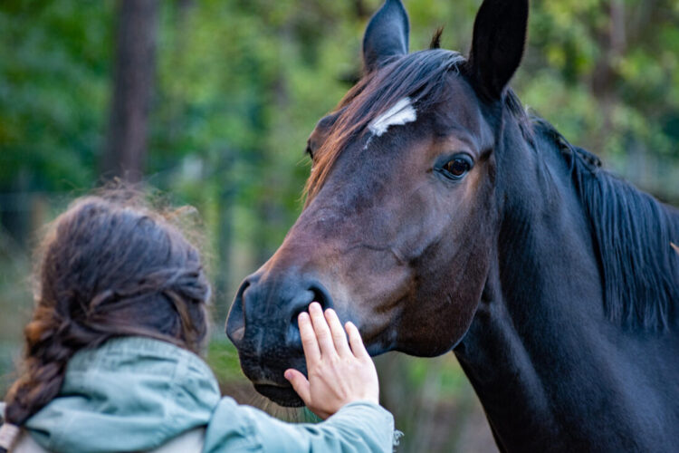 Building Trust with Your Horse